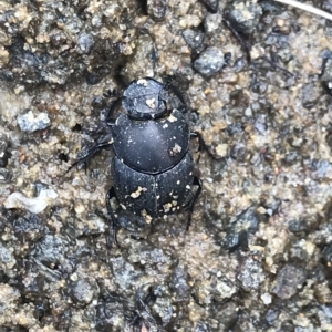 Onthophagus fuliginosus at Cape Pillar, TAS - 12 Apr 2023