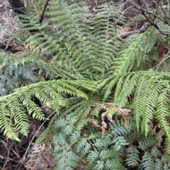 Dicksonia antarctica (Soft Treefern) at Tasman National Park - 12 Apr 2023 by MattFox