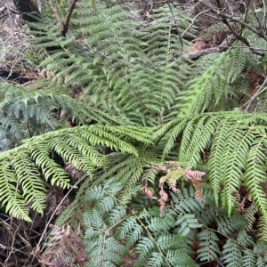 Dicksonia antarctica at Cape Pillar, TAS - suppressed