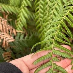 Dicksonia antarctica at Cape Pillar, TAS - suppressed