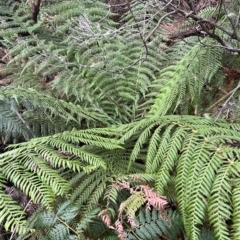 Dicksonia antarctica at Cape Pillar, TAS - suppressed