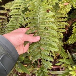 Polystichum proliferum at Cape Pillar, TAS - 12 Apr 2023 11:48 AM