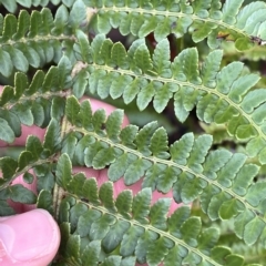 Polystichum proliferum at Cape Pillar, TAS - 12 Apr 2023 11:48 AM