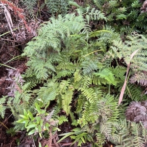 Polystichum proliferum at Cape Pillar, TAS - 12 Apr 2023 11:48 AM