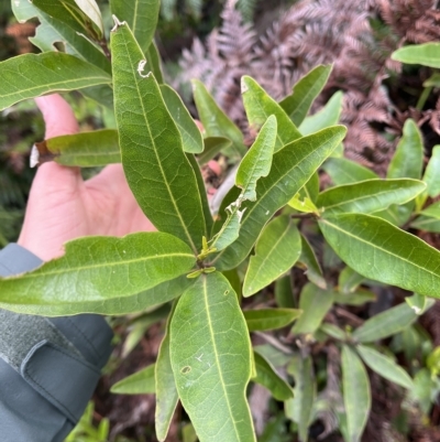 Olearia viscosa (viscid daisybush) at Cape Pillar, TAS - 12 Apr 2023 by MattFox