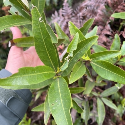 Olearia viscosa at Tasman National Park - 12 Apr 2023 by MattFox