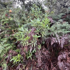 Olearia viscosa at Cape Pillar, TAS - 12 Apr 2023 11:47 AM