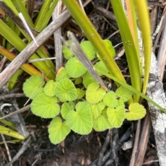 Pelargonium australe (Austral Stork's-bill) at Cape Pillar, TAS - 12 Apr 2023 by MattFox