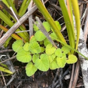 Pelargonium australe at Cape Pillar, TAS - 12 Apr 2023