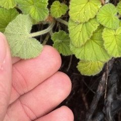 Pelargonium australe at Cape Pillar, TAS - 12 Apr 2023 11:47 AM