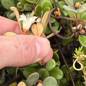 Correa alba at suppressed - suppressed