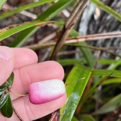 Billardiera ovalis at Tasman National Park - 12 Apr 2023 by MattFox