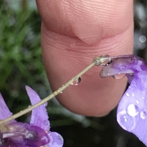 Utricularia dichotoma at Cape Pillar, TAS - 12 Apr 2023 10:12 AM