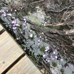 Utricularia dichotoma at Cape Pillar, TAS - 12 Apr 2023