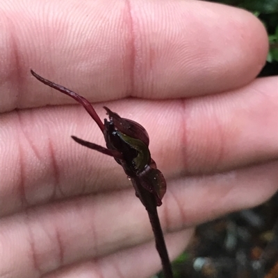 Chiloglottis reflexa (Short-clubbed Wasp Orchid) at Tasman National Park - 12 Apr 2023 by MattFox