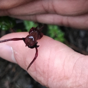 Chiloglottis reflexa at Cape Pillar, TAS - suppressed