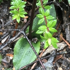 Chiloglottis reflexa at Cape Pillar, TAS - suppressed