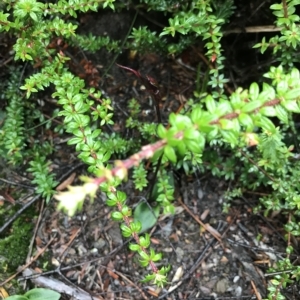 Chiloglottis reflexa at Cape Pillar, TAS - suppressed