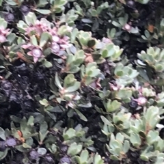 Leptospermum sp. at Tasman National Park - 11 Apr 2023 by MattFox