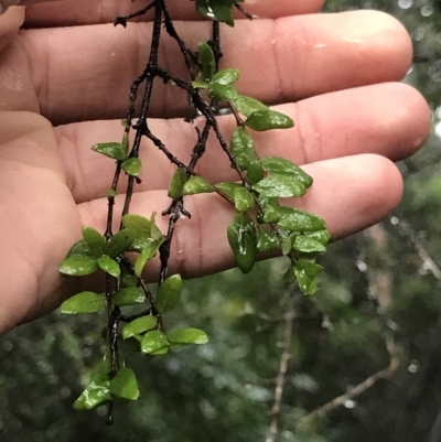 Coprosma quadrifida (Prickly Currant Bush, Native Currant) at Cape Pillar, TAS - 12 Apr 2023 by MattFox