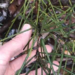 Hakea lissosperma at Tasman National Park - 12 Apr 2023 09:41 AM