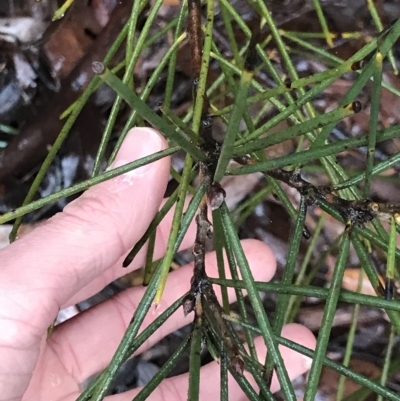 Unidentified Other Shrub at Cape Pillar, TAS - 11 Apr 2023 by MattFox