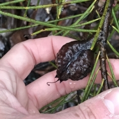 Hakea lissosperma at Tasman National Park - 12 Apr 2023 09:41 AM