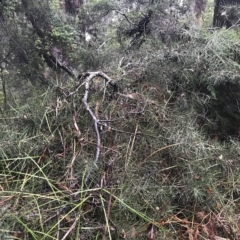 Hakea lissosperma at Tasman National Park - 12 Apr 2023 09:41 AM