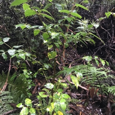 Atherosperma moschatum (Black Sassafras) at Tasman National Park - 11 Apr 2023 by MattFox