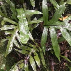 Zealandia pustulata (Kangaroo Fern) at Tasman National Park - 11 Apr 2023 by MattFox