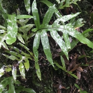 Zealandia pustulata at Cape Pillar, TAS - suppressed