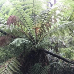 Dicksonia antarctica (Soft Treefern) at Tasman National Park - 11 Apr 2023 by MattFox