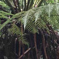 Dicksonia antarctica at Cape Pillar, TAS - suppressed