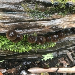 Unidentified Fungus at Tasman National Park - 11 Apr 2023 by MattFox