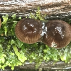 Mycena sp. at Cape Pillar, TAS - 11 Apr 2023