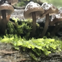 Mycena sp. at Cape Pillar, TAS - 11 Apr 2023 03:03 PM