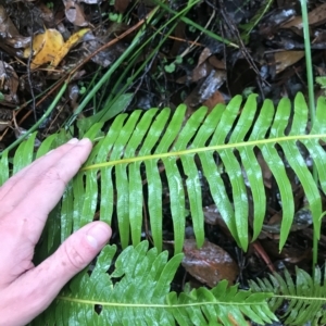 Blechnum nudum at Cape Pillar, TAS - 11 Apr 2023