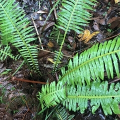 Blechnum nudum at Cape Pillar, TAS - 11 Apr 2023