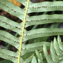 Blechnum nudum at Cape Pillar, TAS - 11 Apr 2023