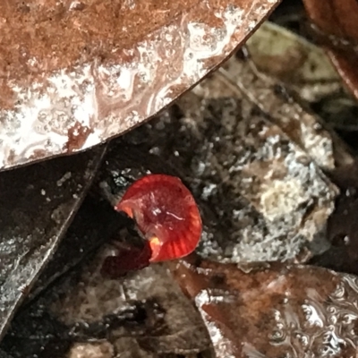 Cruentomycena viscidocruenta (Ruby Mycena) at Cape Pillar, TAS - 11 Apr 2023 by MattFox