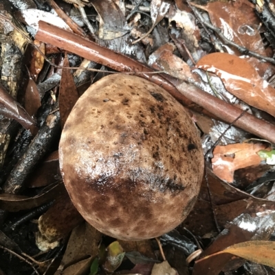 Unverified Fungus at Cape Pillar, TAS - 11 Apr 2023 by MattFox