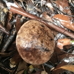 Unidentified Fungus at Tasman National Park - 11 Apr 2023 by MattFox