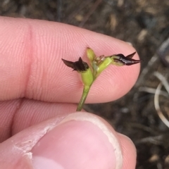 Corunastylis sp. (A Midge Orchid) at Cape Pillar, TAS - 11 Apr 2023 by MattFox