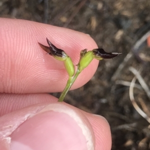 Corunastylis sp. at Cape Pillar, TAS - suppressed