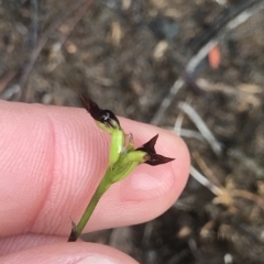 Corunastylis sp. at Cape Pillar, TAS - suppressed