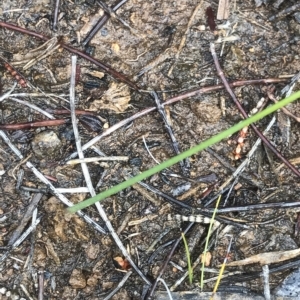 Corunastylis sp. at Cape Pillar, TAS - suppressed