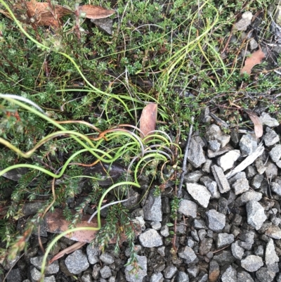 Unidentified Plant at Tasman National Park - 11 Apr 2023 by MattFox