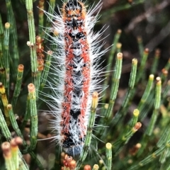 Unverified Moth (Lepidoptera) at Cape Pillar, TAS - 11 Apr 2023 by MattFox