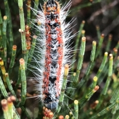 Unidentified Moth (Lepidoptera) at Cape Pillar, TAS - 11 Apr 2023 by MattFox