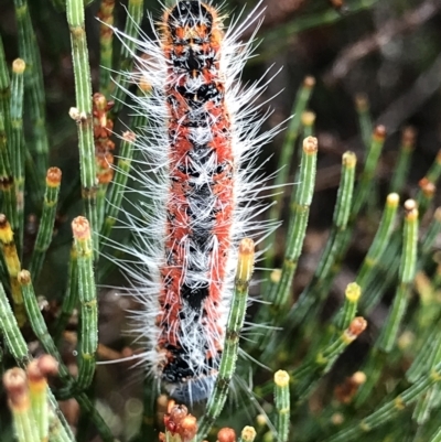 Unidentified Moth (Lepidoptera) at Cape Pillar, TAS - 11 Apr 2023 by MattFox